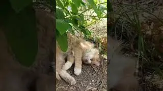 Ну вот поели теперь можно и поспать, 🐱