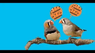 The cultural lives of birds