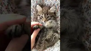 LITTLE SIBERIAN CAT PLAYING || SIBERIAN FOREST CAT 