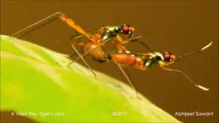 Mating Rituals : Stilt Legged Fly Mating 1080p HD Video