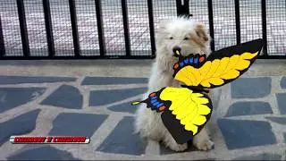 ** MADRECITA QUERIDA**PARA TI MAMA