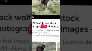 The black wolf therians…