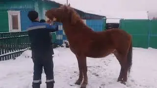Buying a stallion Baby 2 years old working 🐎