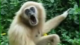 Funky Monkey  [ singing Opera ]    !!😂