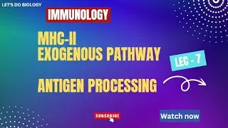 MHC-II antigen presentation| Exgenous pathway of antigen processing| Lecture- 7| Immunology #csirnet