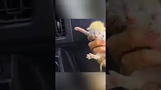 The cat brought all her kittens to the man while he was in shock.