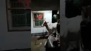 supar angry cow .bankra howrah