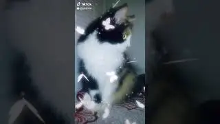 Алёшенька 