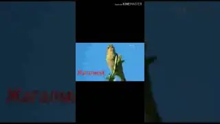 Канаттуларга досторубузга Кам коруу. Корком онор 3-класс.