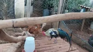 Fim de tarde marrecos mandarim no banho galinhas fênix subindo no poleiro inscreva deixe like compar