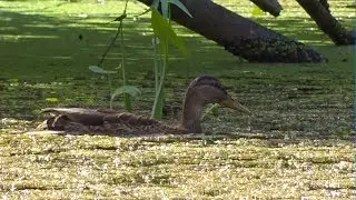 Осенняя утка. Duck Hunting 2018. Популяризация и развитие охоты в России.