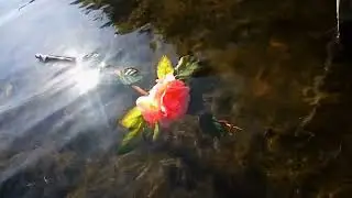 Роза плывущая по воде #футажи #футажидлямонтажа