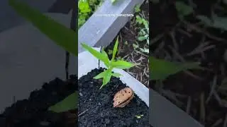 Посадить можно все🤗 #нектарин #garden #дача #сад #shorts