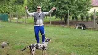 Felugrál a kutyád? Itt van néhány tipp!