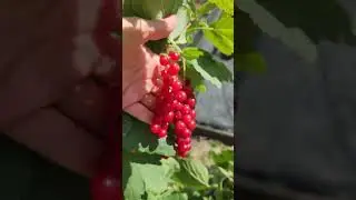 Ровада бесподобна🔥#shorts