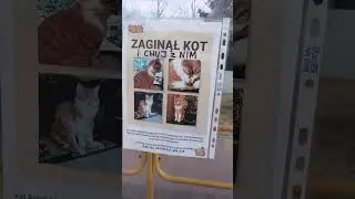Zaginal kot | Потерялся кот. #мем #польша #polish #meme