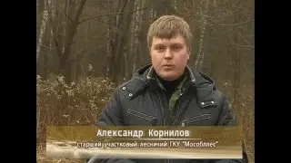 Санитарная вырубка леса. Холодово, "Геофизика".