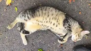 The innocence of Percy....stray though he is😻