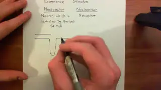 Pain Receptors in the Skin Part 1