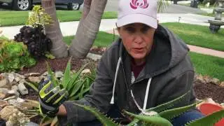 How to Deal with Overgrown Succulents