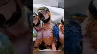 Baby parrot's just want to love to the man for help ♥️ #shorts