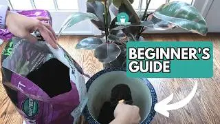 How to Repot Rubber Tree | Rubber Plant Care | Ficus Elastica Houseplant