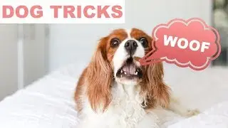 HOW TO TEACH YOUR DOG TO BARK ON COMMAND | Easy Dog Trick