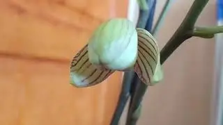 Орхидея,, Торино,,.  моя 🌺☀️☀️💕 новиночка