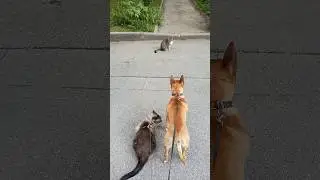 мои бандиты 🐶🐱 #бультерьер #котик