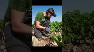 DENAR klarer FALL #sondeln #metaldetecting #lechsonde