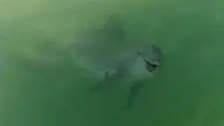 Dolphin encounter on a boat