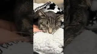 Eleanor's Recovery (Ramapo-Bergen Animal Refuge)