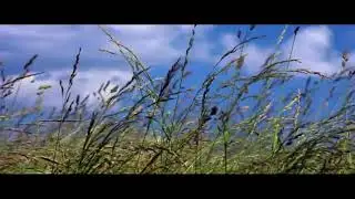 the windy day