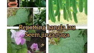 Repotting bangla lau, seem,jinga naga || আর অপেক্ষা নয় এখনই রিপটিং এর সময়।