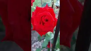..один день на даче😍розы:Квин оф Шведен,Розариум Ютерсен,Пьер де Ронсар и др.