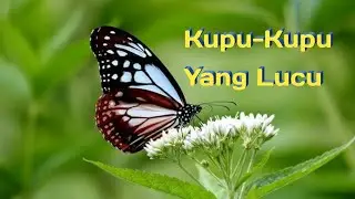 Kupu-Kupu yang Lucu || Lagu anak Indonesia