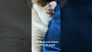 #1 Cuddle companion that loves furever.  Cat videos