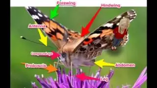 anatomy of a butterfly