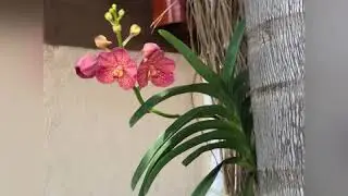 Vanda Suksamran Red Beauty