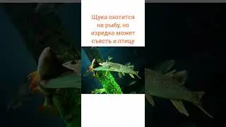 #рыбалка #рыба #мем