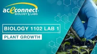 Biology 1102 Lab 1 || Plant Growth