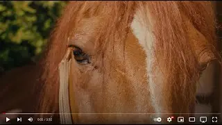 Chastain Horse Park