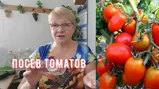 Сорта томатов и их посев.