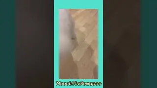 Dog Tricks Roll & Play Dead