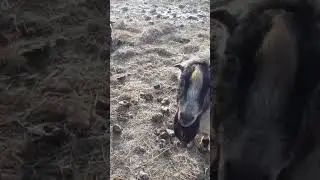 Баран Курит,Прикол
