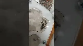 Муравьи жнецы, матки и личинки