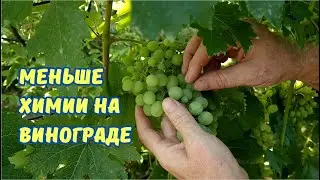 Щадящая обработка виоградника.
