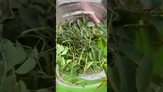 Палочніки або фасматіди 😎🌿