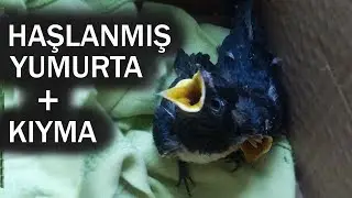 KIRLANGIÇ YAVRULARI BESLEMEK