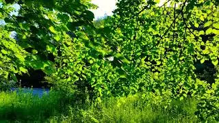 #1hournature. #1 час пение птиц у водоема.24 часа дикой природы.🌳🌊🎶🐦